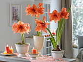 Hippeastrum 'Orange Souvereign' (Amaryllis) in white cups