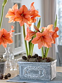 Amaryllis in grauen Kasten pflanzen 6/6