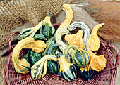 Cucurbita spp 'Indian Mix' (ornamental pumpkin)