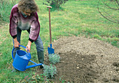 5. Step: Lavendel Pflanzen, frische Lavendelpflanzen angießen