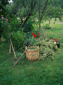 Lawn practice: grass cuttings in a willow basket, hoe, rake, krail