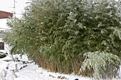 Sinarundinaria (umbrella bamboo) in the snow-covered garden