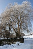 Salix alba 'Tristis' (Trauerweide) im verschneiten Garten