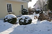 Snow-covered buxus (boxwood bulbs) and other woody plants in the home garden