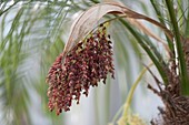 Blüte von Phoenix roebelenii (Zwerg-Dattelpalme)