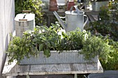 Mediterranean herb box