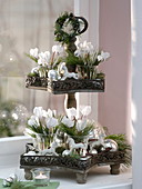 Star shelves christmassy with cyclamen