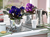 Saintpaulia ionantha (Usambara violet) in silver pots by the window