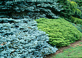 Picea pungens 'Koster' (Blaufichte) , Abies koreana 'Green Carpet' (Kriechende Koreatanne)
