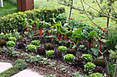 Trittplatten aus Naturstein im Nutzgarten, Thymian (Thymus) dazwischen, Salat (Lactuca), Mangold (Beta), Erdbeeren (Fragaria), Buxus (Buchs)