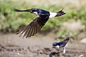 House Martin collecting clay for nest building, Delichon urbica, Europe