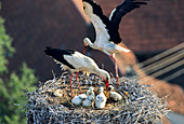 Weißstörche mit Jungen im Nest, Ciconia ciconia, Deutschland