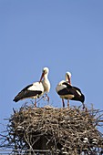 White Storks on the nest, Ciconia ciconia, Europe