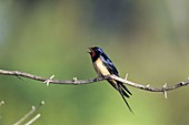 Rauchschwalbe singt im Frühling, Hirundo rustica, Europa / Swallow in spring singing, Hirundo rustica, Europe