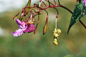 Drüsiges Springkraut, Impatiens glandulifera, Blüte und Samenkapseln, Neophyt, Deutschland