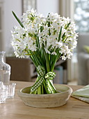 Fragrant standing bouquet in bowl: Narcissus 'Ziva' syn. 'Paperwhite'