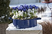 Iris reticulata 'Harmony' (Netziris) und Puschkinia scilloides