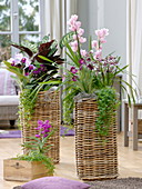 High baskets planted with orchids and basket marant