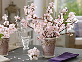 Prunus (ornamental cherry) in rustic vases