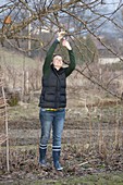 Frau schneidet Apfelbaum (Malus) im Winter zurück
