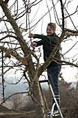 Frau schneidet Apfelbaum (Malus) im Winter zurück