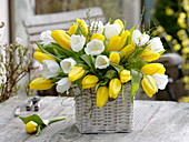 Weiß-gelber Strauß aus Tulipa 'Royal Virgin' 'Strong Gold' (Tulpen)