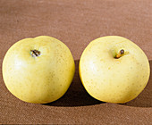 Apfelsorte 'Gelber Bellefleur' (Malus), vorzügliche Tafel und Wirtschaftssorte