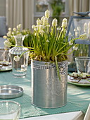 weiße Frühlingsblüher und Kräuter als Tischdeko