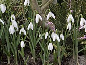 Galanthus (Snowdrop)