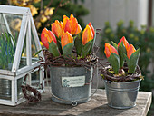 Tulipa 'Flair' (tulips) in metal buckets, wreaths of Betula (birch twigs)