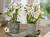 Dendrobium 'Star Class White' (orchids) in grey and white planters