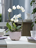 weiße Phalaenopsis Hybride (Malayenblume, Schmetterlingsorchidee)