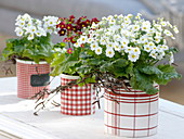 Primula malacoides (lilac primroses) in ceramic containers