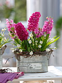 Hyacinthus 'Jan Bos' 'Pink Pearl' (Hyazinthen), Muscari 'White Magic'