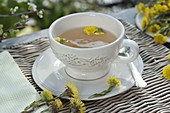Tee aus Blüten von Tussilago farfara (Huflattich)