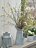 Tin can with flowering branches of Prunus