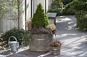 Wooden barrel with boxwood cone replanted in spring (1/7)