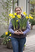 Frau mit frisch gekauften Narcissus 'Golden Harvest' (Narzissen)