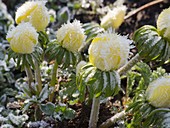 Eranthis (Winterlinge) mit Rauhreif