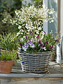 Prunus incisa 'Kojou-No-Mai' (ornamental cherry) with viola cornuta