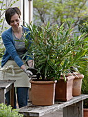 Woman changing Nerium (oleander) into larger terracotta tubs