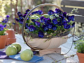 Viola cornuta Callisto 'Denim' (Horned violet) in a basket with 'Granny Smith'.