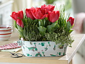 Tulipa 'Couleur Cardinal', thyme, chives