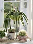 Aporocactus malisonii (snake cactus, whip cactus) in the window