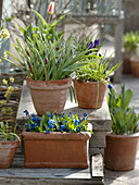 Für bunten Frühlingsflor Zwiebeln im Herbst in Töpfe legen