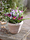 Tulipa humilis 'Persian Pearl' (wild tulip), Viola cornuta (2/2)