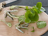 Wasabi (Eutrema japonica), also Japanese horseradish, water radish