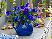 Blauer Strauß in blauer Vase: Viola cornuta 'Callisto Violet Blue'