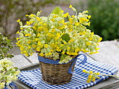 Yellow scented bouquet of Primula veris (primroses, cowslip)