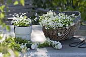 Freshly picked, flowering woodruff (Galium odoratum)